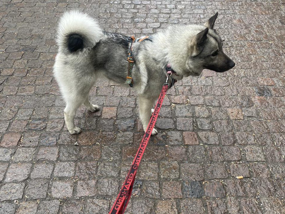 Elsa on cobblestones with her red leash