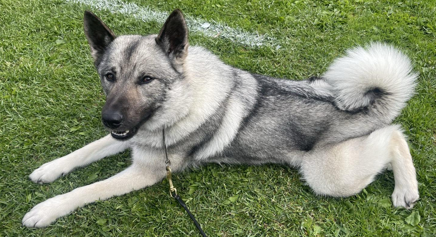 Elsa (Klippets Tirhild) at a show event